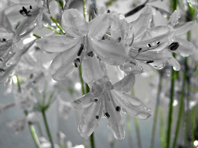 Glass Flowers