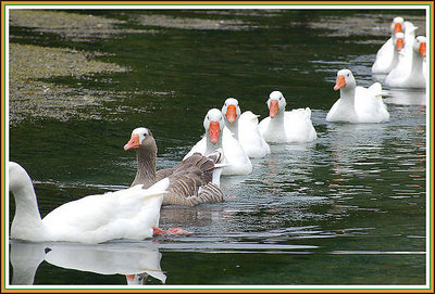 "Ducks in a Row"