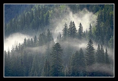Evergreens with Fog