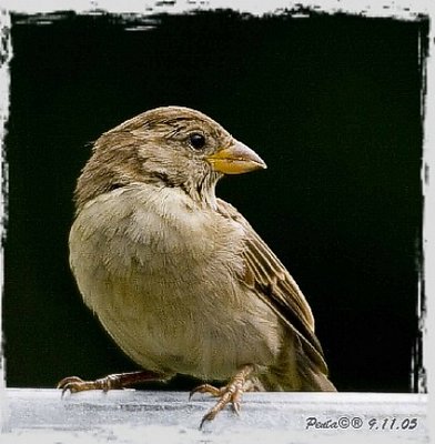 Little Sparrow  2