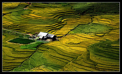 Terraced fields