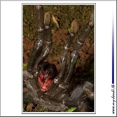 TARANTULA Spider in Action