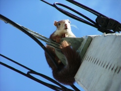 A Dormouse in Spain