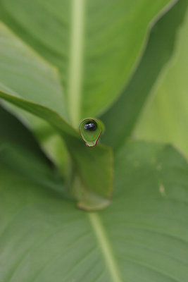 a leaf eye!! (L.3)
