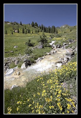 Mountain Stream with Wildflowers