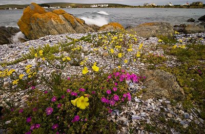 Shelly Flowers