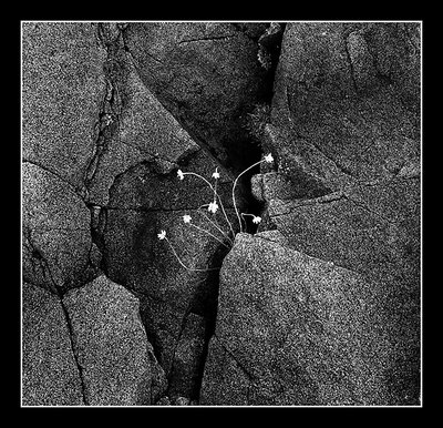 Rock Flowers