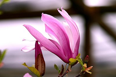 Magnolia "Susan"