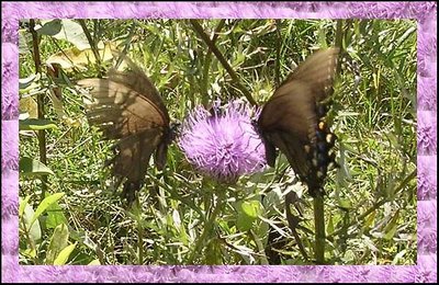 Sharing butterflies