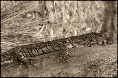 Goanna