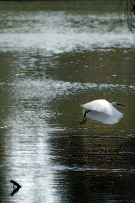 Crossing nature