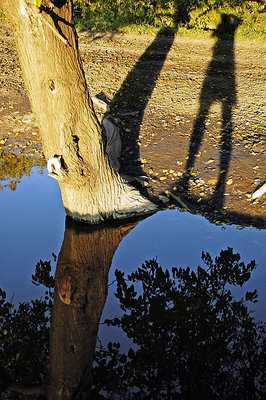 Shadows & Reflection