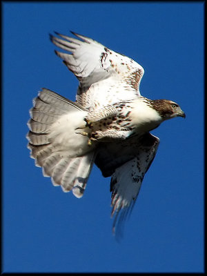 Red-tailed Hawk (juvenile)