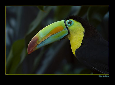 Tucan