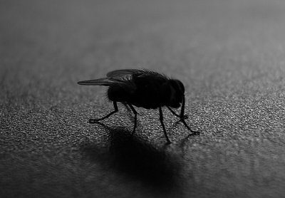 Fly on the monitor