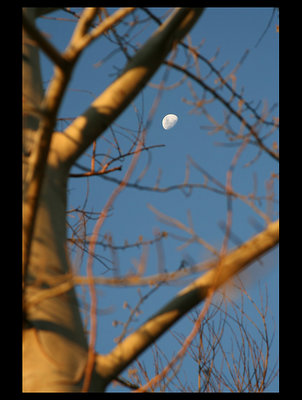 La luna entre los árboles