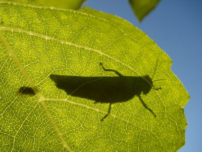 under the grasshopper