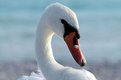 swan of sea