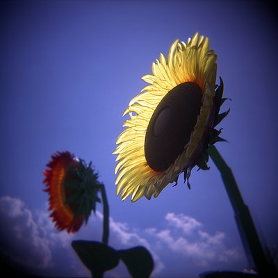 Plastic Sunflower