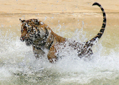 Tiger Splash.
