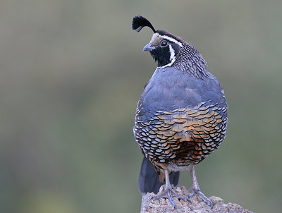 California Quail