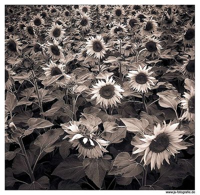 Sunflowers with Pouva Start II