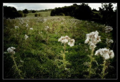 Old Thistle