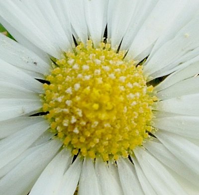 pretty pincushion