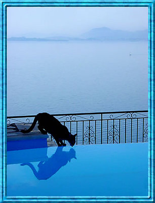 Corfu Cat