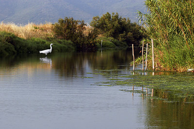 Wildlife at lagoon