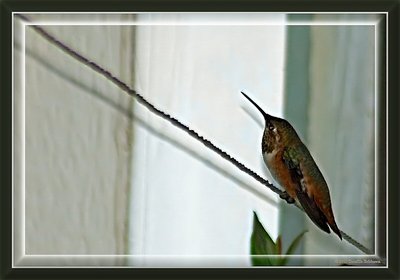 Bird on a Wire