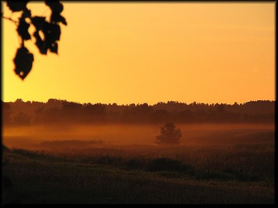 Yellow Sunset