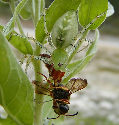 Spider Green