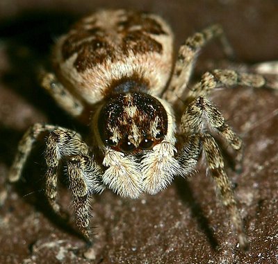 Jumping Spider "Tappy"