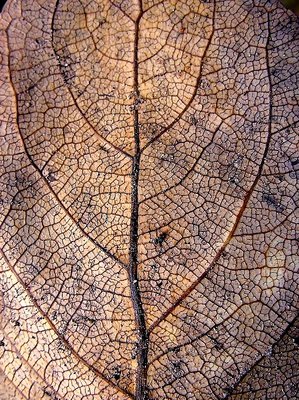 leaf's veins