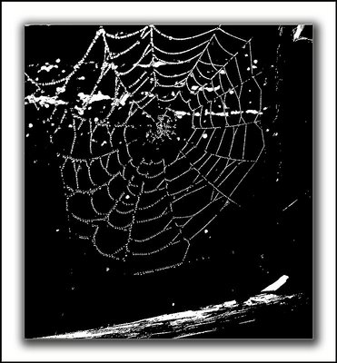 Sparkling Web