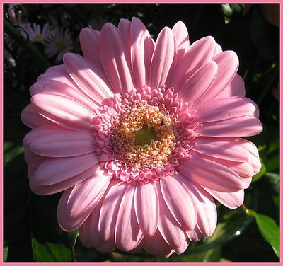 Gerbera