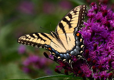 yellow butterfly on ironweed