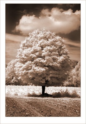 Tree Infrared