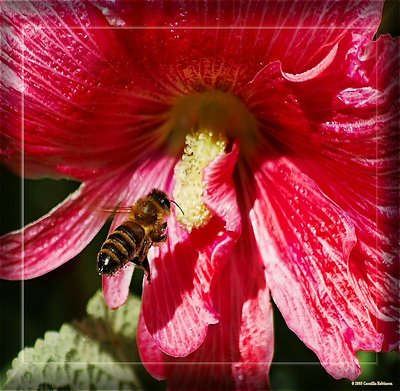 Bee in Flight