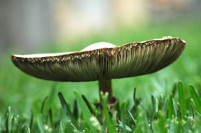 mushroom #1