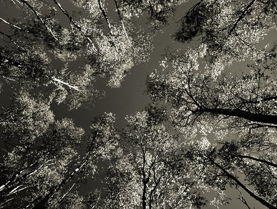 Birch Canopy Monochrome