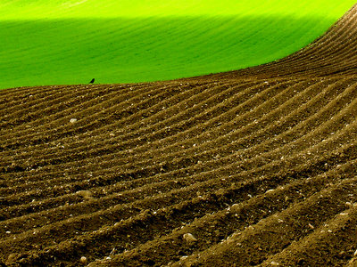 ploughed field with bird