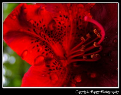 Red Rhody