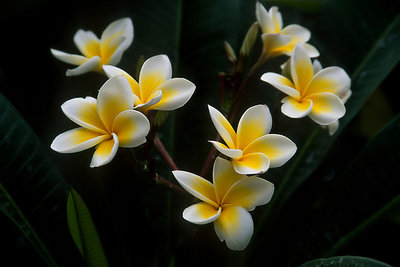 Plumeria "Celadine"