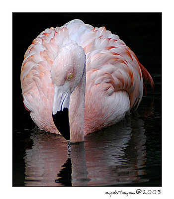 Just Flamingo