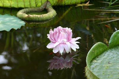 Reflecting pool