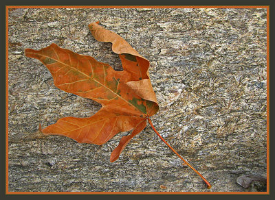 Leaf on a Rock