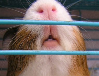 *Comparing size of incisors with diameter of cage bars*