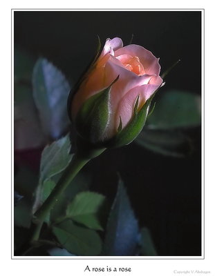 A rose is  a rose